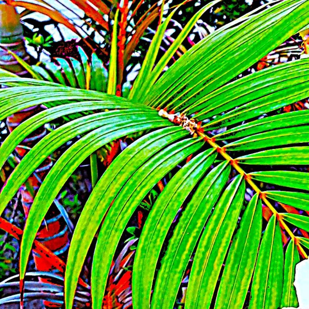 Original limited edition photo prints. Cozumel Hideaway.